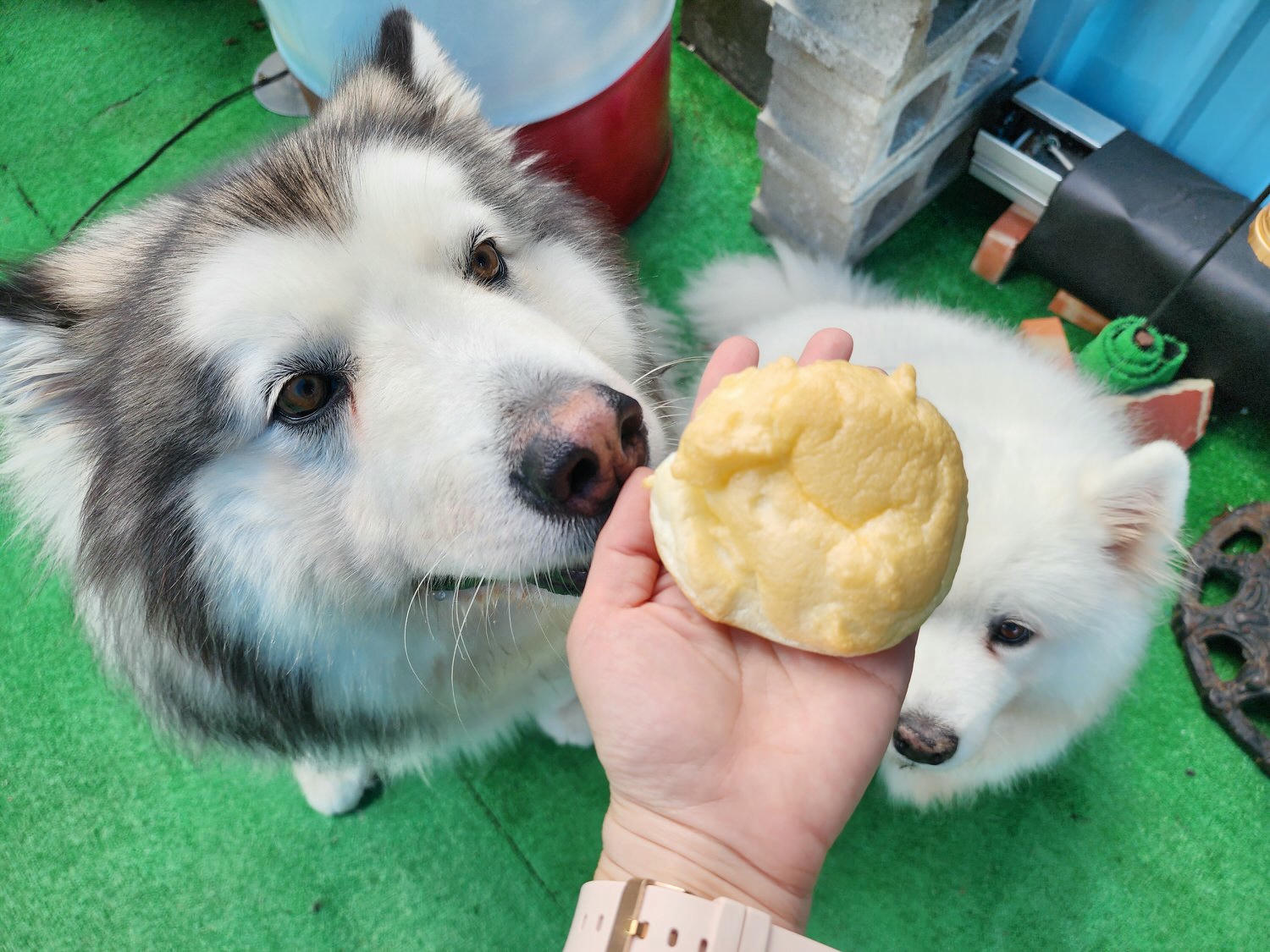 桃園龍潭│暖心廚房(藍色小屋白色圍籬)寵物友善餐廳│燉飯/義大利麵及經典歐陸料理 - 第13張圖