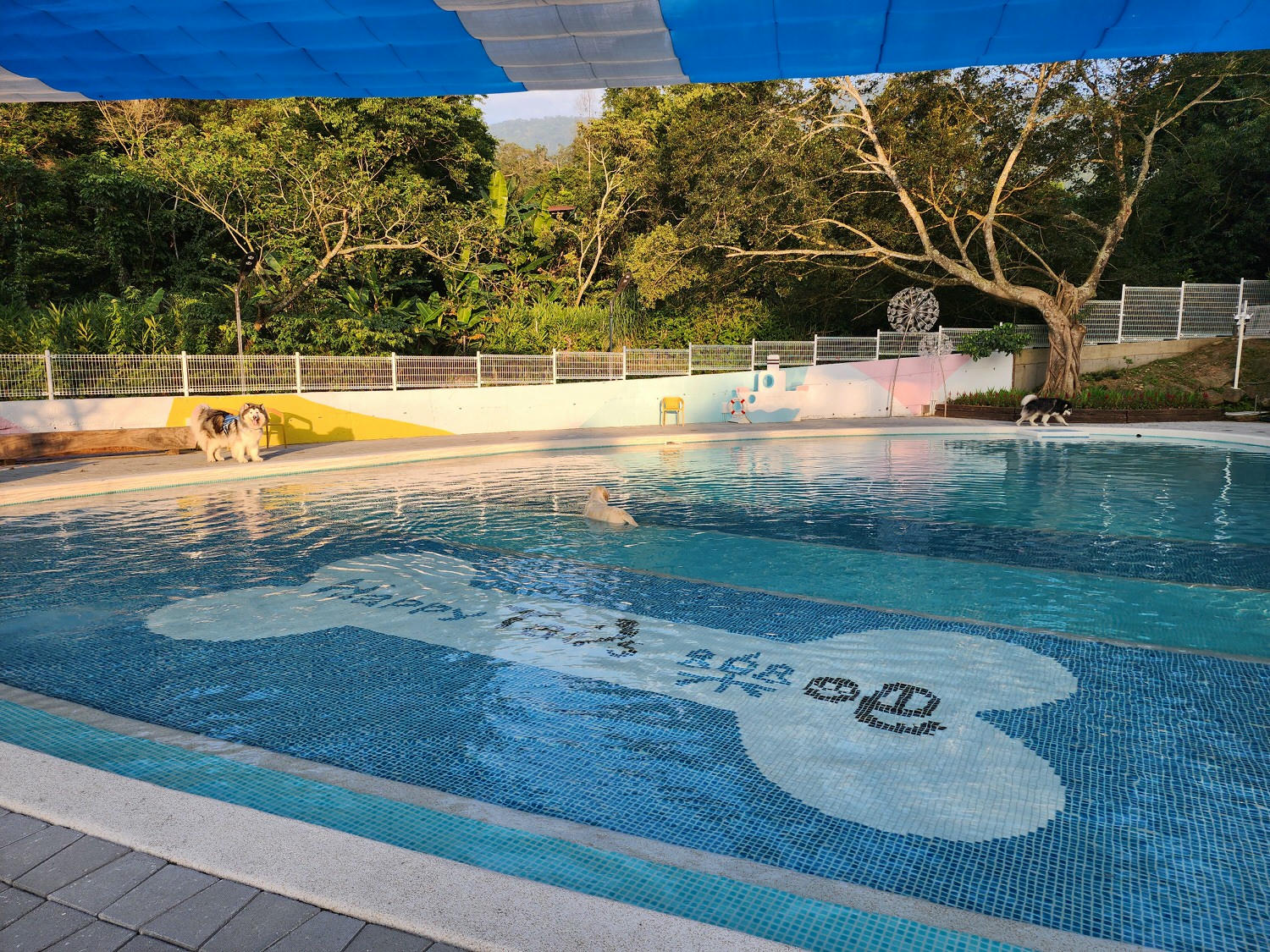 苗栗南庄│樂吧溪畔莊園│寵物樂園│民宿│景觀餐廳│寵物游泳池 - 第15張圖