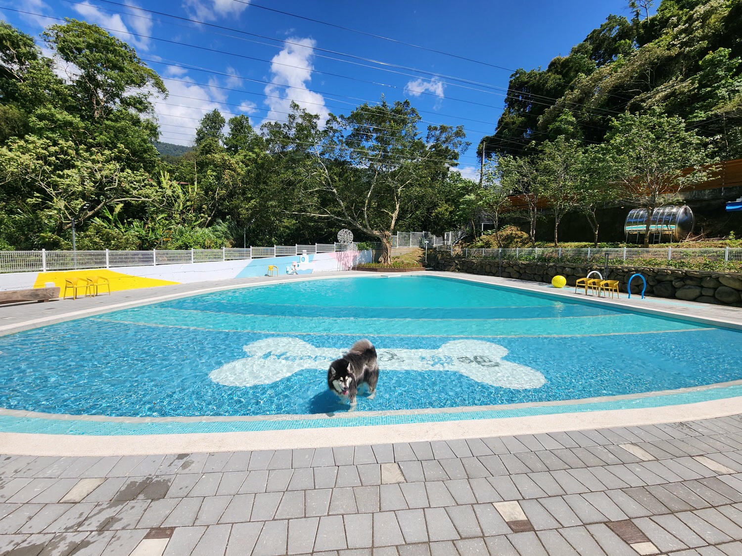 苗栗南庄│樂吧溪畔莊園│寵物樂園│民宿│景觀餐廳│寵物游泳池 - 第5張圖
